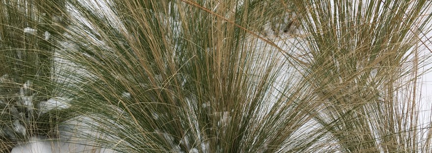 Halmen in de sneeuw, moed, durf, zeggen wat je denkt, balans in jezelf