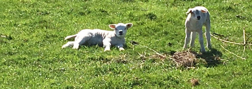 Wat wil jij? Zijn wie je werkelijk bent. Durven zeggen wat je wilt, balans in jezelf