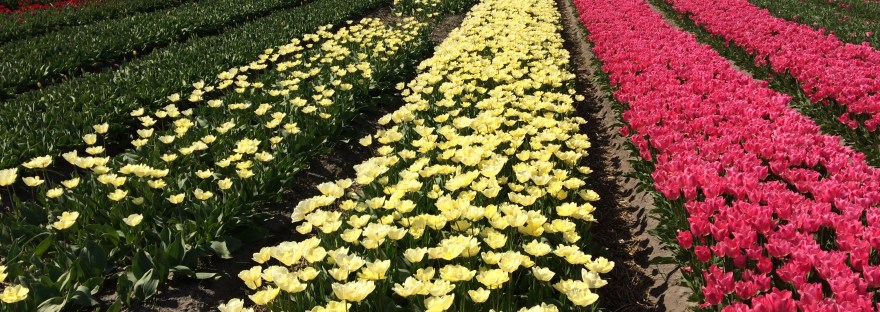 Durven zeggen wat je denkt, anders durven zijn, je uitspreken, doen wat jij wilt, leven naar jouw belangrijke waarden