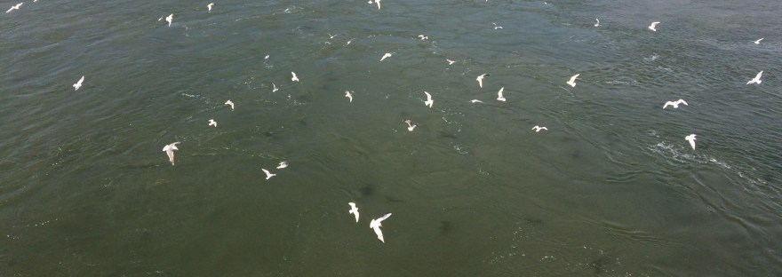 Vrijhheid, onafhankelijkheid, bewustzijn